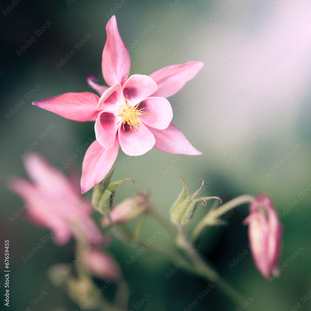 pink Aquilegia pink Aquilegia