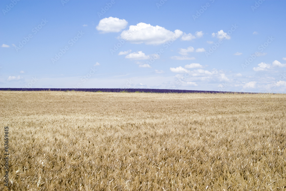 Wheat field with cloudy blue sky