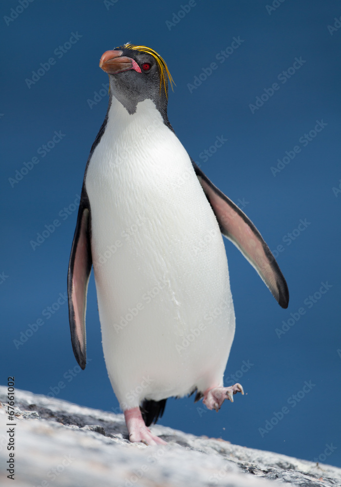 Obraz premium Macaroni penguin walking from the sea