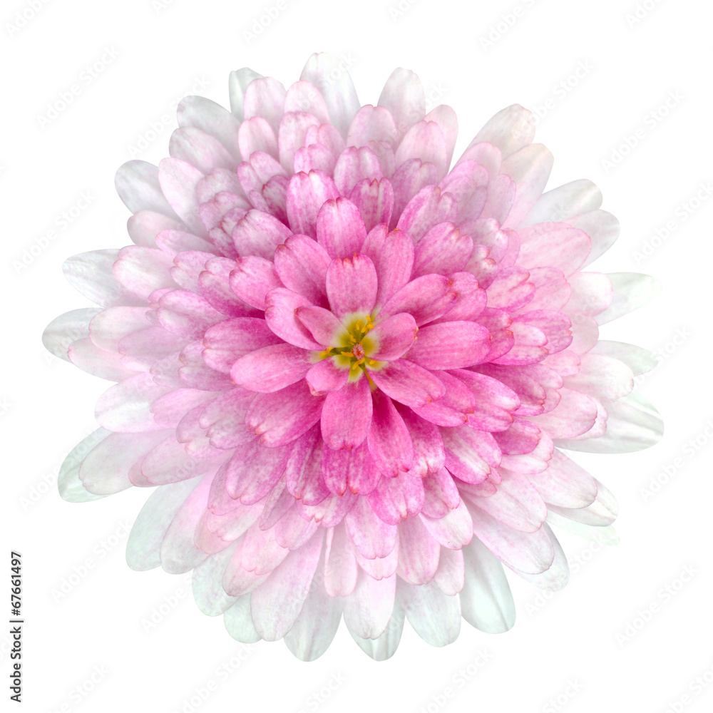 Dahlia Flower pink petals Isolated on White