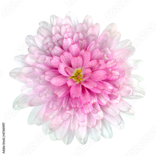 Fototapeta Naklejka Na Ścianę i Meble -  Dahlia Flower pink petals Isolated on White