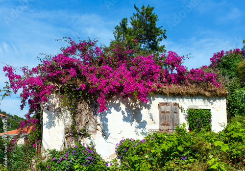 Flowering tree on the roof