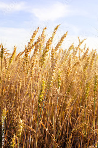 Golden wheat field