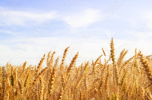 Golden wheat field © nata_vkusidey
