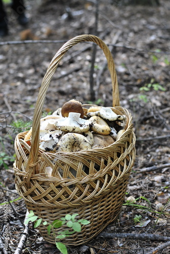large wicker basket with mushrooms
