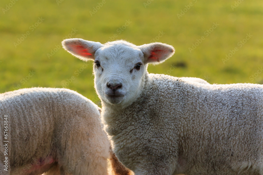 Cute lamb halo