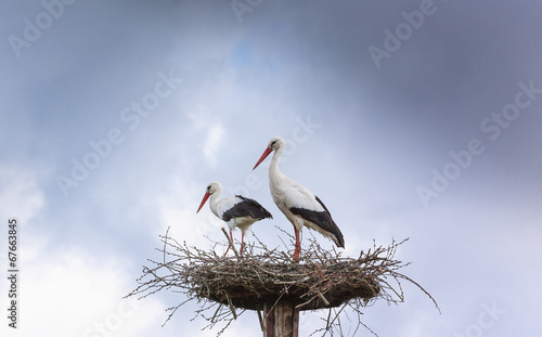 Pair white stork preparing nest