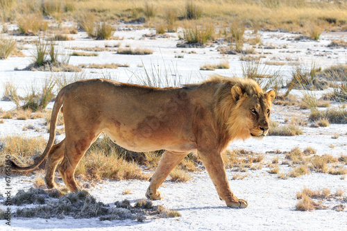 Foto Male lion walking saltpan