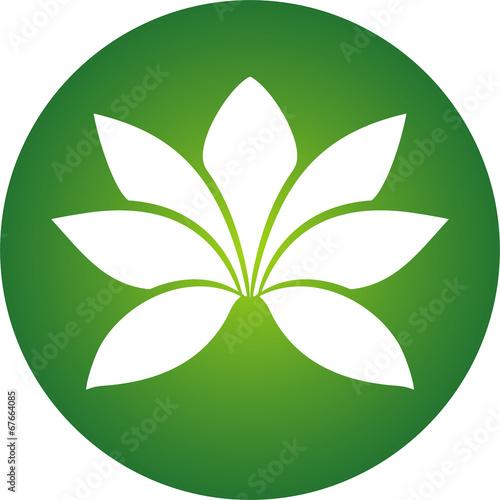 Lotus icon