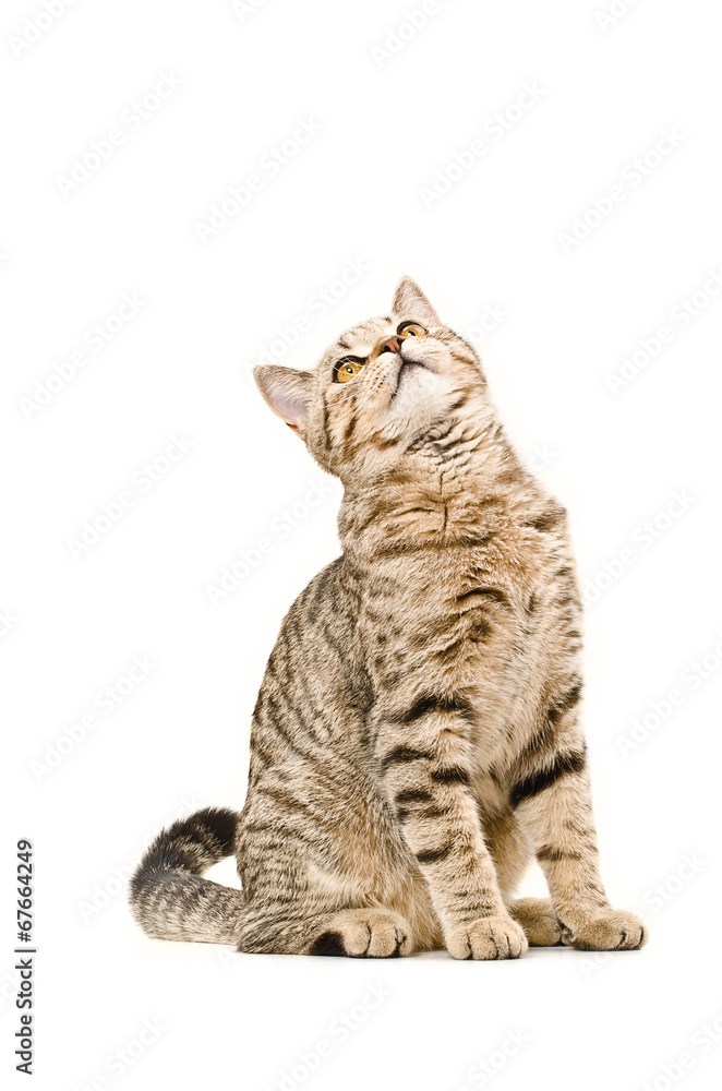 Obraz premium Curious cat Scottish Straight