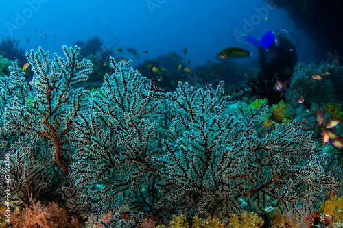Fototapeta Naklejka Na Ścianę i Meble -  Fan coral in Maldiven. Underwater foto.