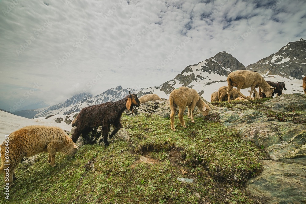 Naklejka premium Sheep on hill