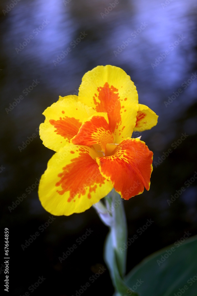 Fototapeta premium Tropical Flower