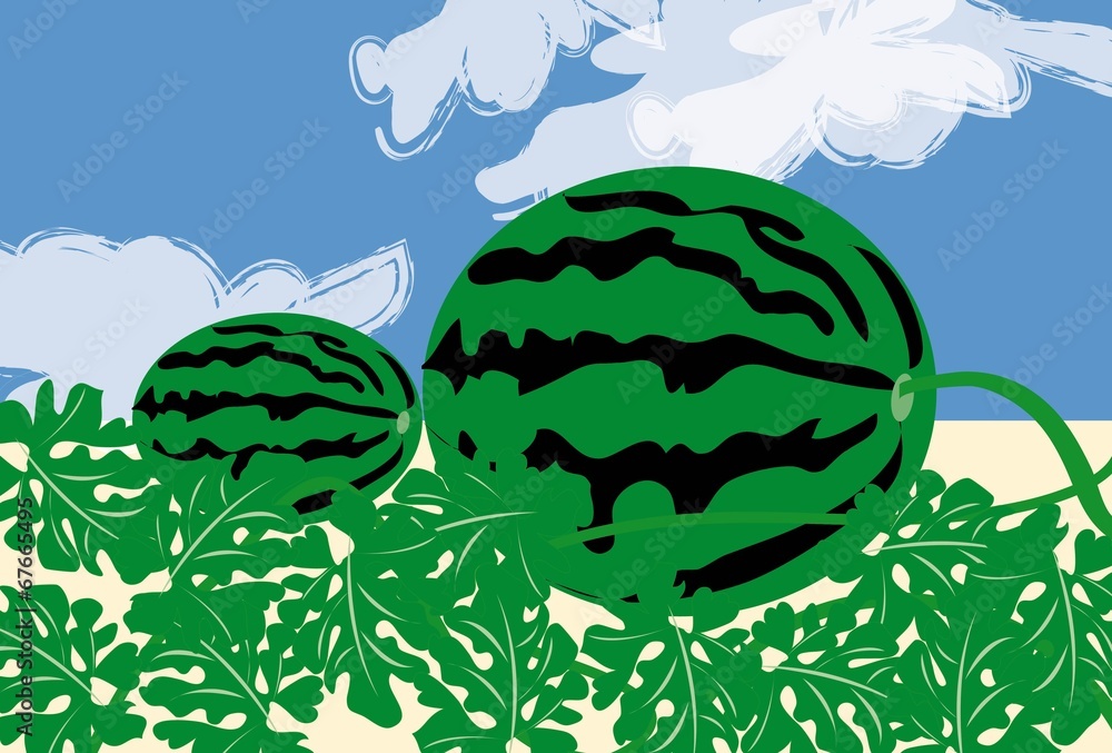 スイカ畑と夏の青空 Stock イラスト Adobe Stock スイカ畑と夏の青空 Stock イラスト Adobe Stock