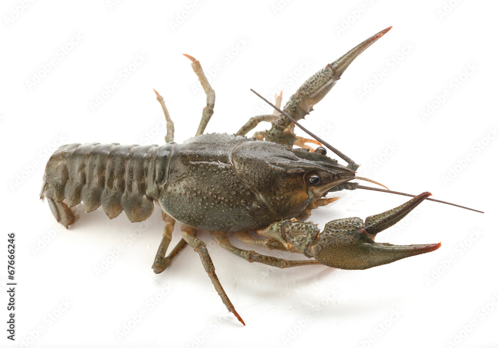 Alive crawfish Alive crawfish