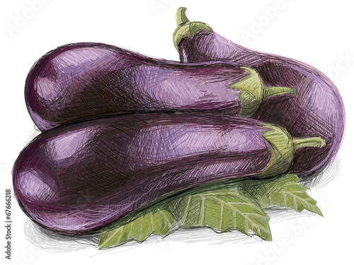 Aubergine Drawing