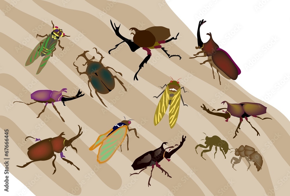 蝉やカブトムシやクワガタムシの夏の昆虫 Stock イラスト Adobe Stock