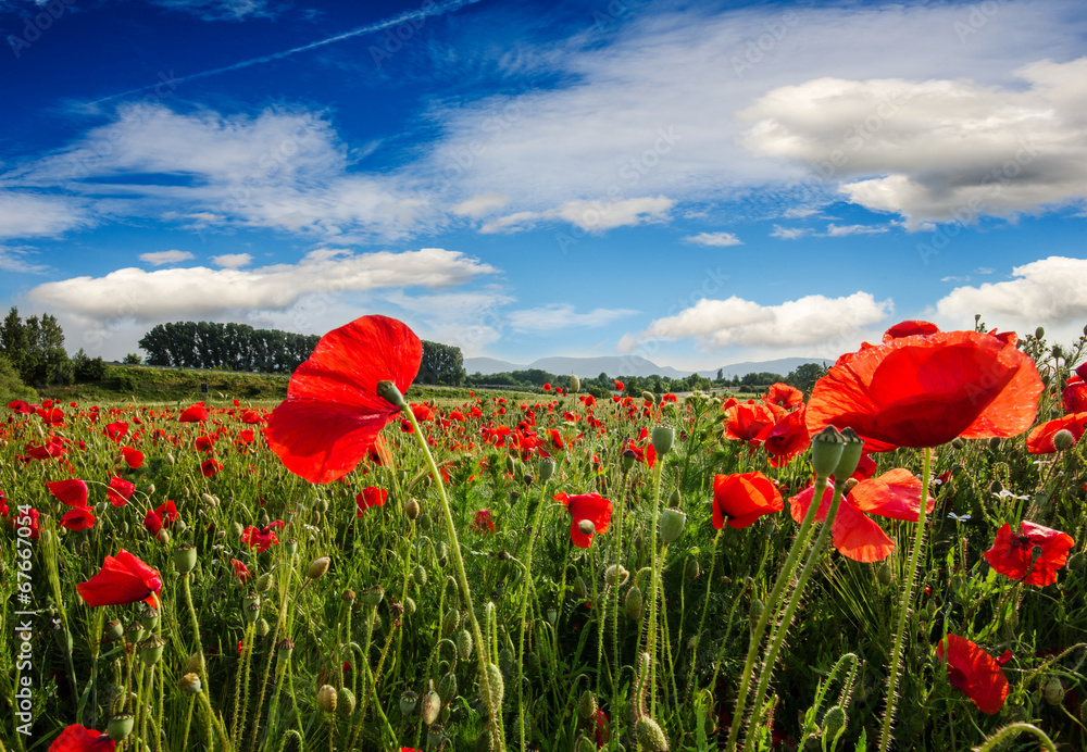 Naklejka premium Klatschmohn-Wiese in der Pfalz :)