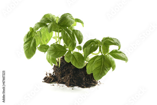 basil still growing in a patch