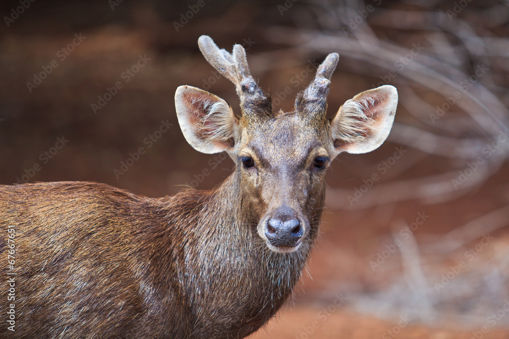 Obraz premium Deer