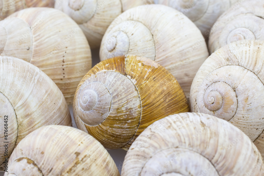 Roman snail shells on a white background