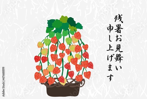 ホオズキのイラストの残暑見舞い