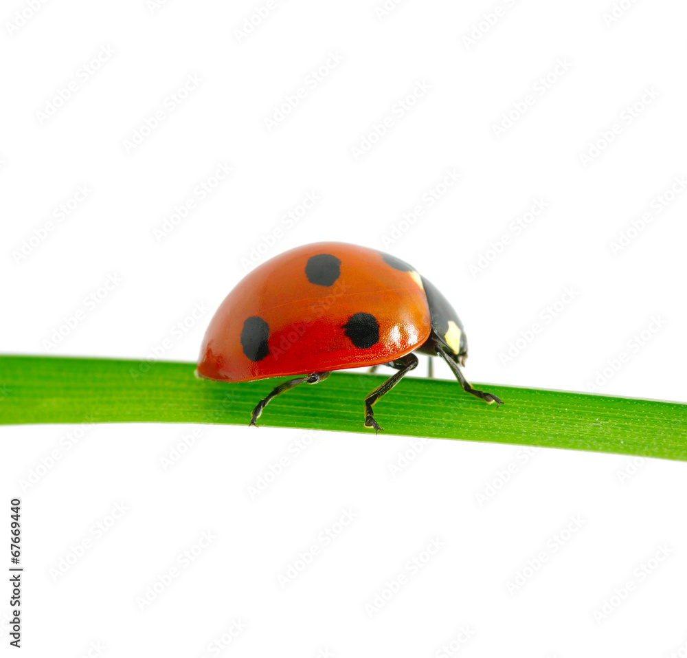 ladybug ladybug