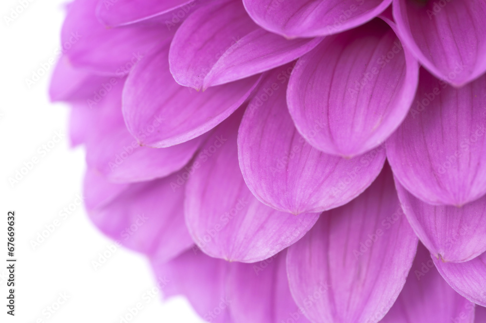 Abstract flower Abstract flower
