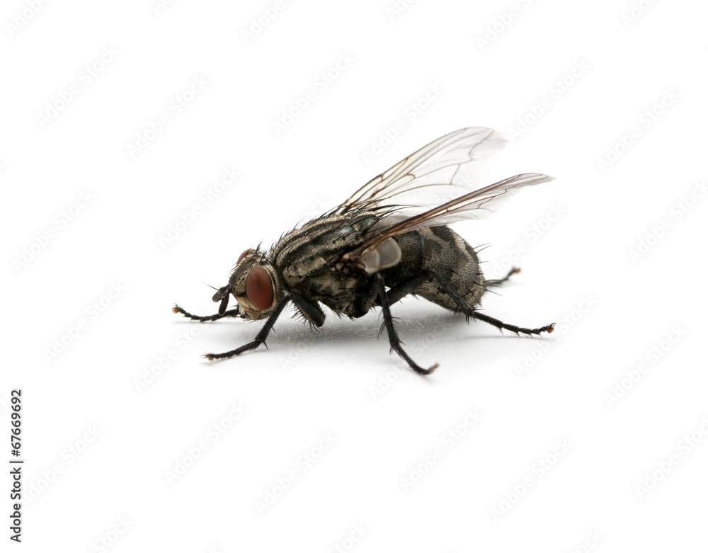 macro of  fly