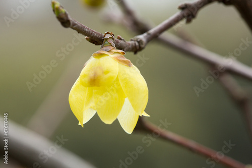 Wintersweet photo