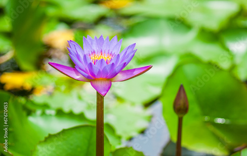 water lily and leaf