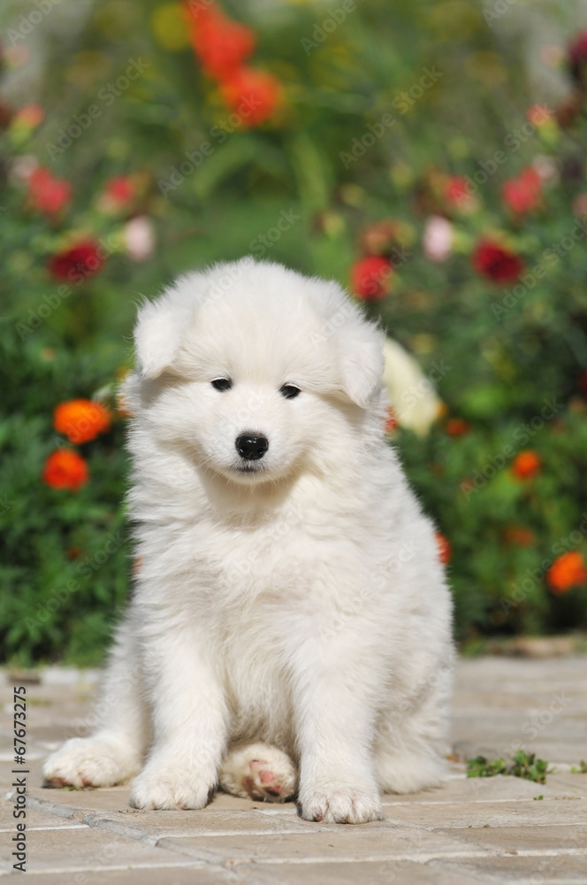 Lovely puppy portrait