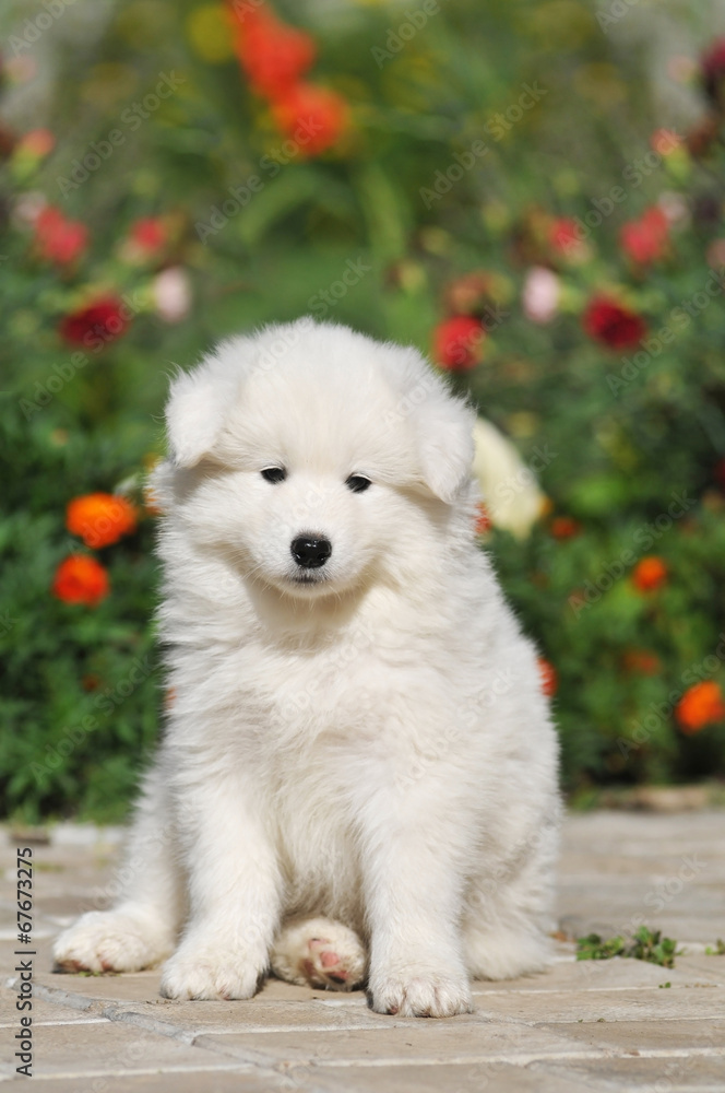 Lovely puppy portrait Lovely puppy portrait