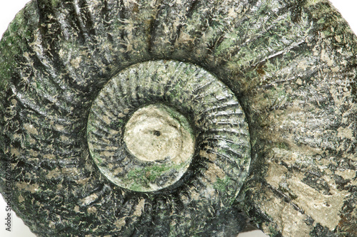 Orthosphinctes piccolo close up, ammonite fossile - Neumarkt