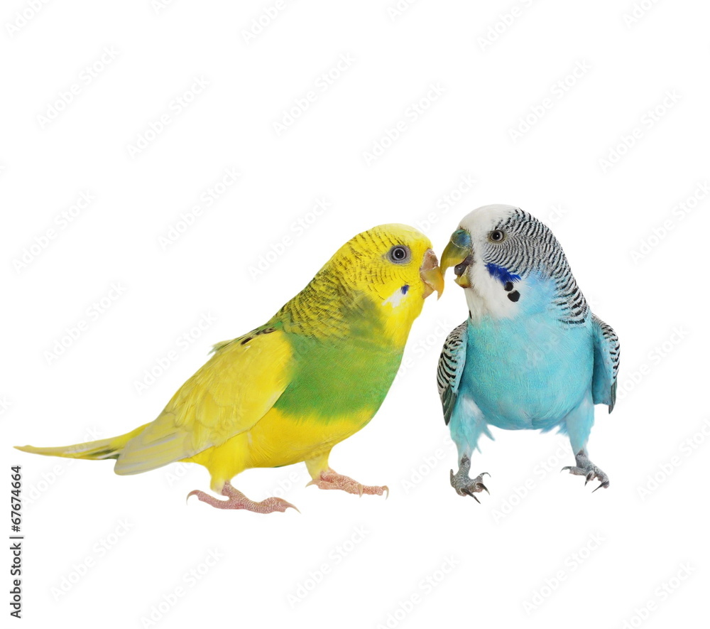 Εκτύπωση καμβά budgerigar isolated on white, (Melopsittacus undulatus), budgie