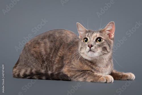 young blue tortoise domestic cat on gray background photo