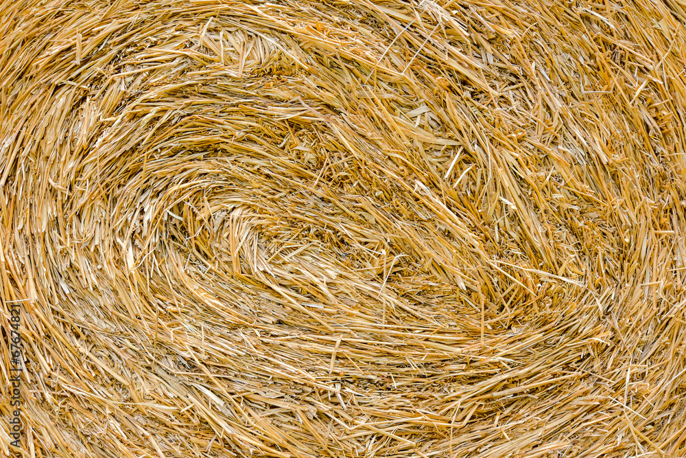 Golden Hay Golden Hay