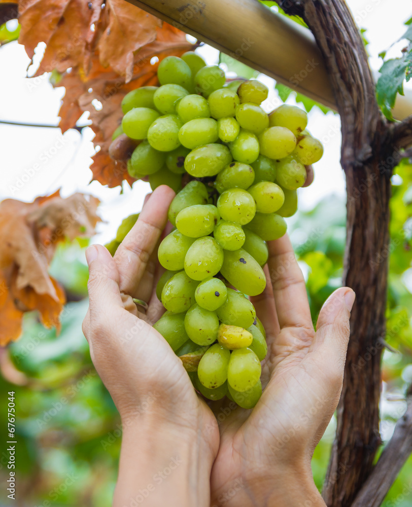 Obraz premium grapes