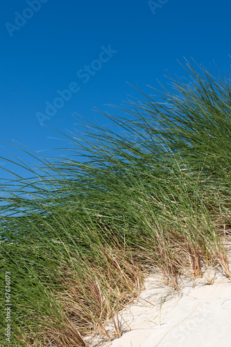 Sand dunes with tall grass and blue sky, Scotland