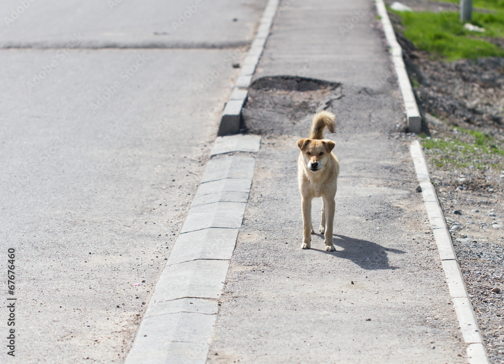 dog on the sidewalk dog on the sidewalk