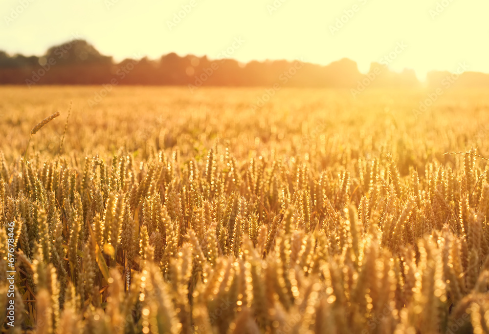 Fototapeta premium Ripening wheat as background