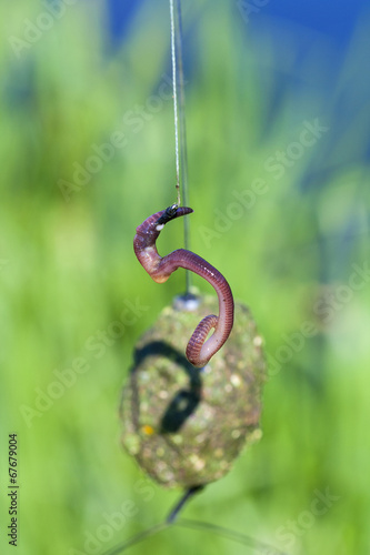 worm bited on a fishing hook photo