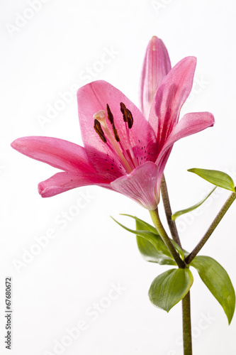 Fototapeta Naklejka Na Ścianę i Meble -  Rote Lilie