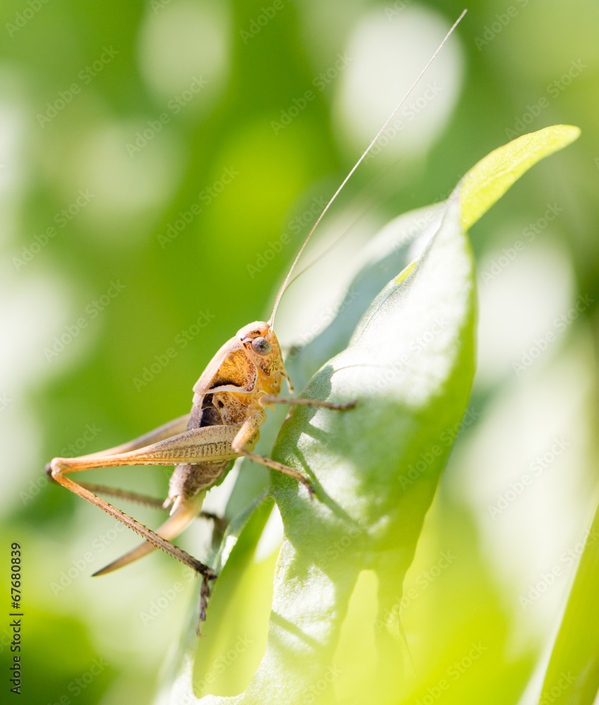 grasshopper in nature. macro grasshopper in nature. macro