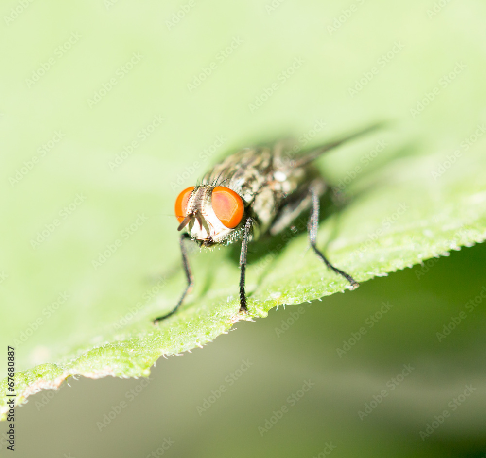 fly. macro fly. macro