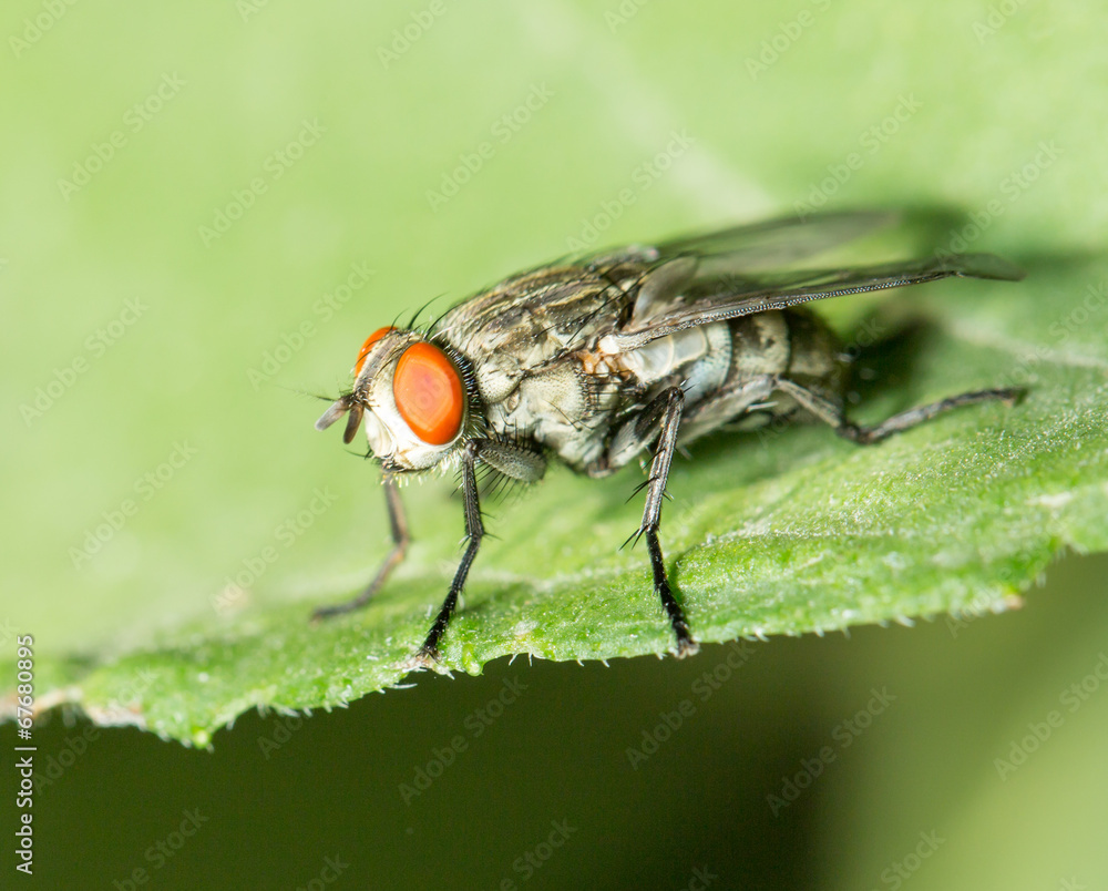 fly. macro fly. macro