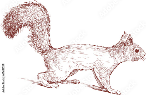 nimble squirrel