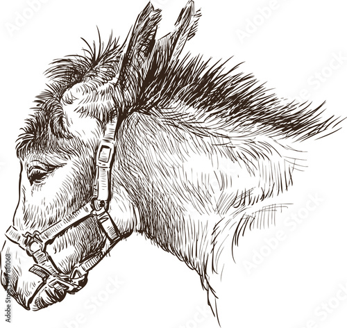 donkey head