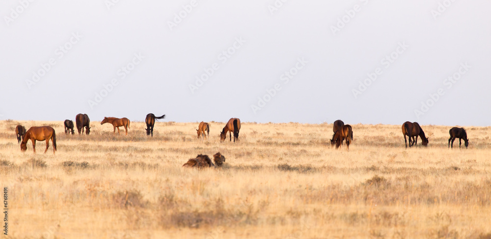 horses in the pasture on the nature horses in the pasture on the nature