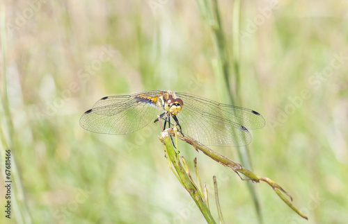 Yellow dragonfly on a plant straw
